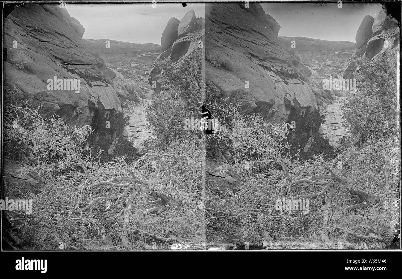 Glen Canyon. Lovely scene with fallen trees in foreground, with canyon walls spaced so that river flows through middle of photo, before it bends and disappears out of sight. Old nos. 299, 398, 408, 864. Stock Photo