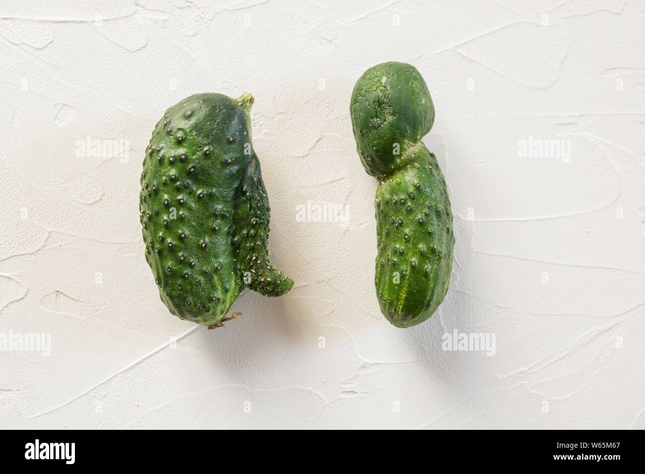 Ugly organic abnormal two cucumber. Concept organic vegetables. Close up. Stock Photo