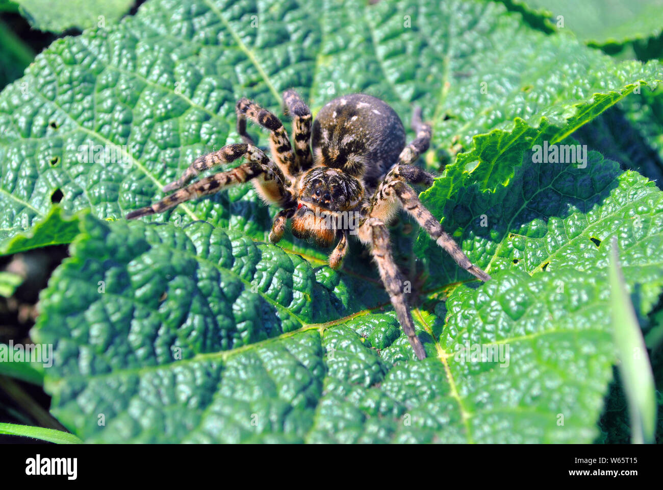 Lycosa (Lycosa singoriensis, wolf spiders) on green leaf Stock Photo