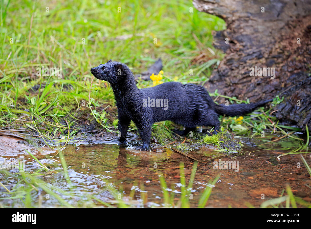 American Mink, Pine County, Minnesota, USA, North America, (Mustela vison Stock Photo Alamy