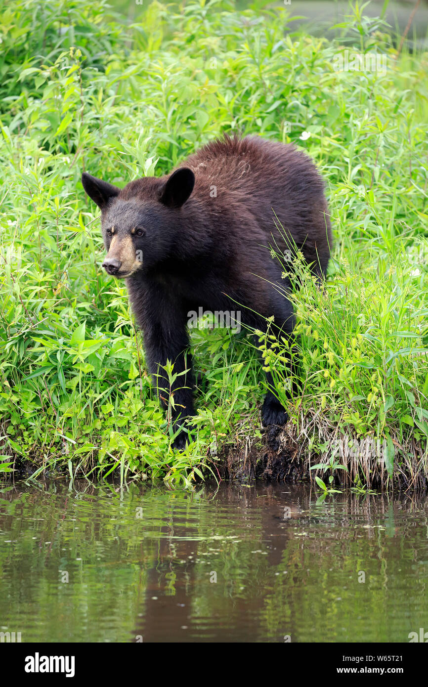 Black Bear, young at water, Pine County, Minnesota, USA, North America, (Ursus americanus) Stock Photo