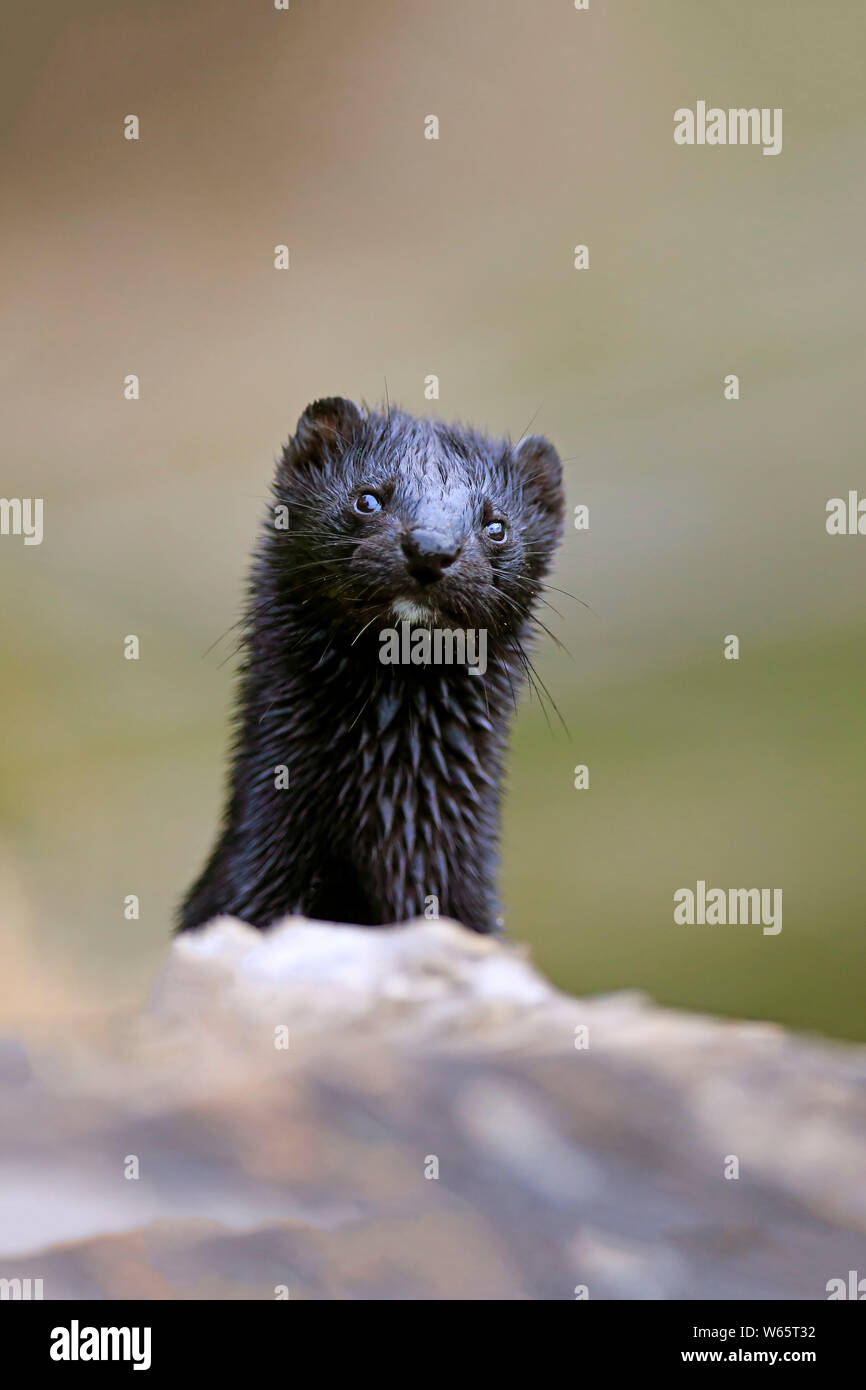 American Mink, Pine County, Minnesota, USA, North America, (Mustela vison) Stock Photo