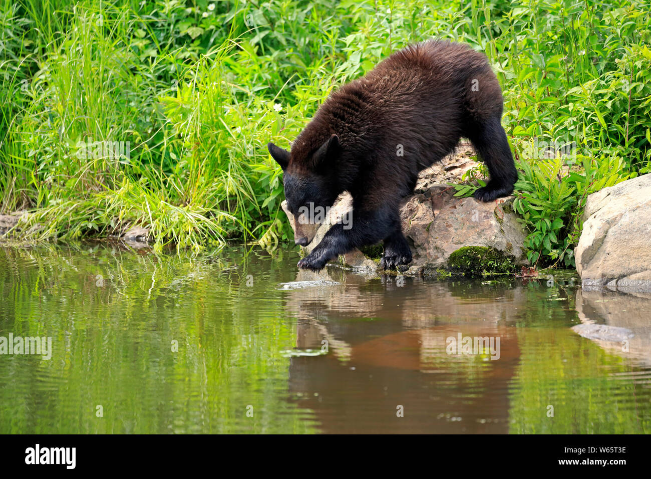 Black Bear, young at water, Pine County, Minnesota, USA, North America, (Ursus americanus) Stock Photo