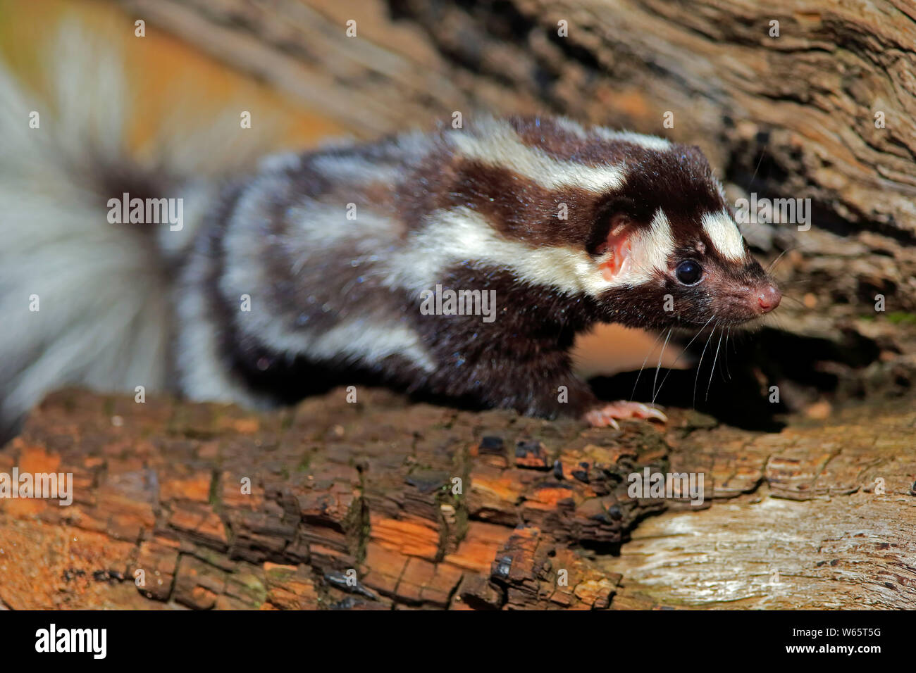 Eastern spotted skunk, adult, Pine County, Minnesota, USA, North America, (Spilogale putorius) Stock Photo
