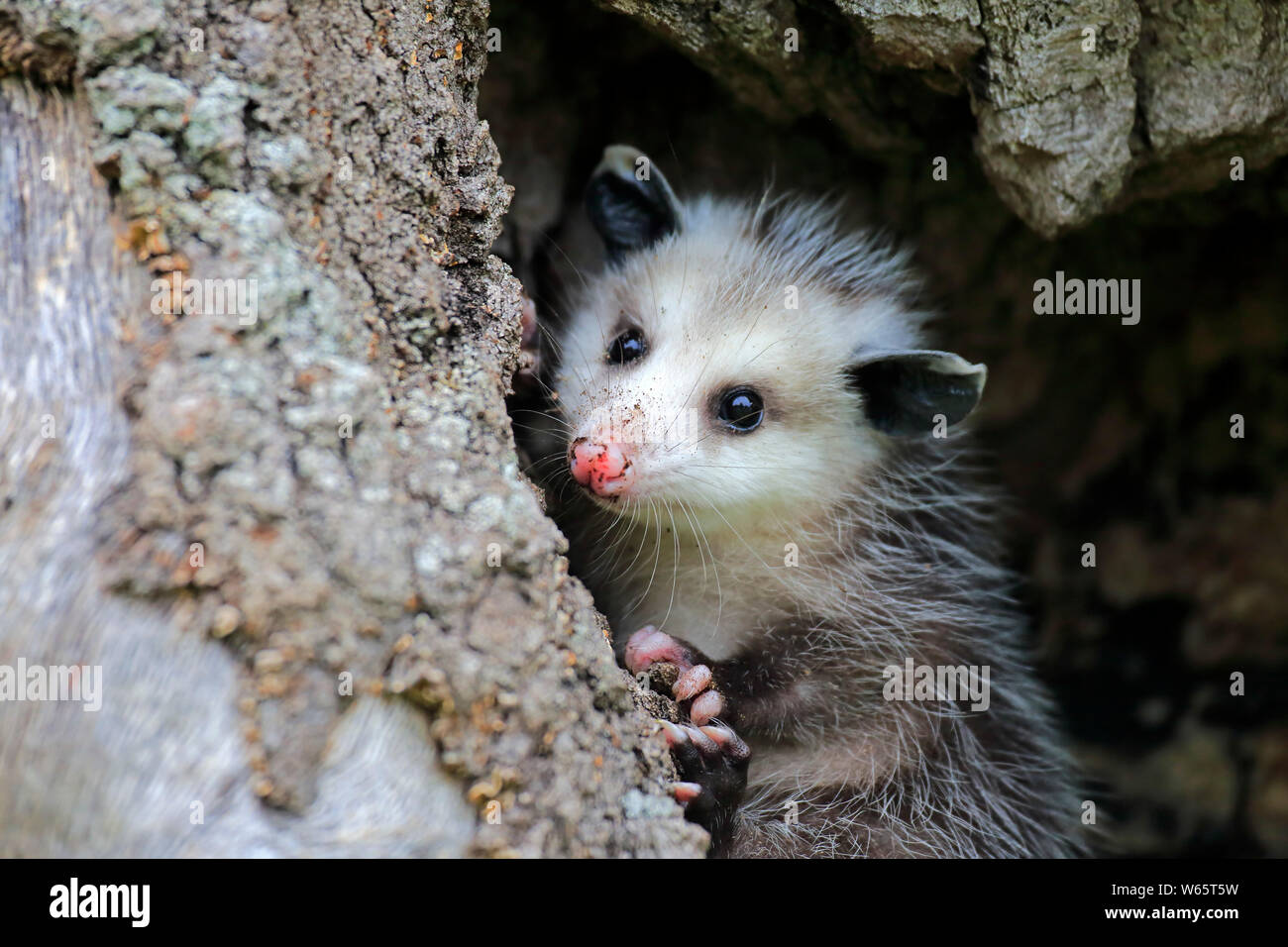 Virginia opossum, North American opossum, young looking out of den, Pine County, Minnesota, USA, North America, (Didelphis virginiana) Stock Photo
