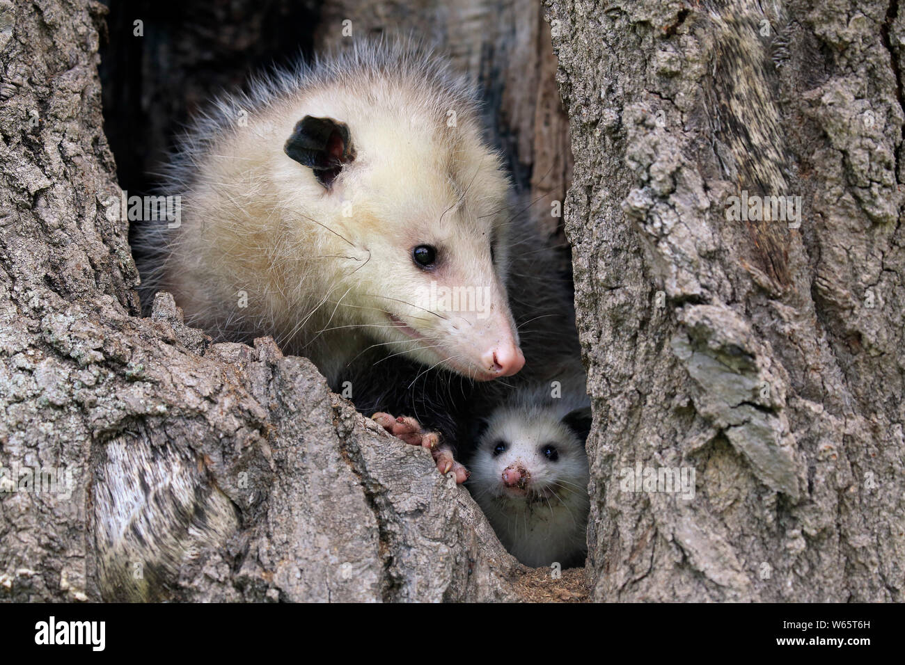 Virginia opossum, North American opossum, adult with young looking out of den, Pine County, Minnesota, USA, North America, (Didelphis virginiana) Stock Photo