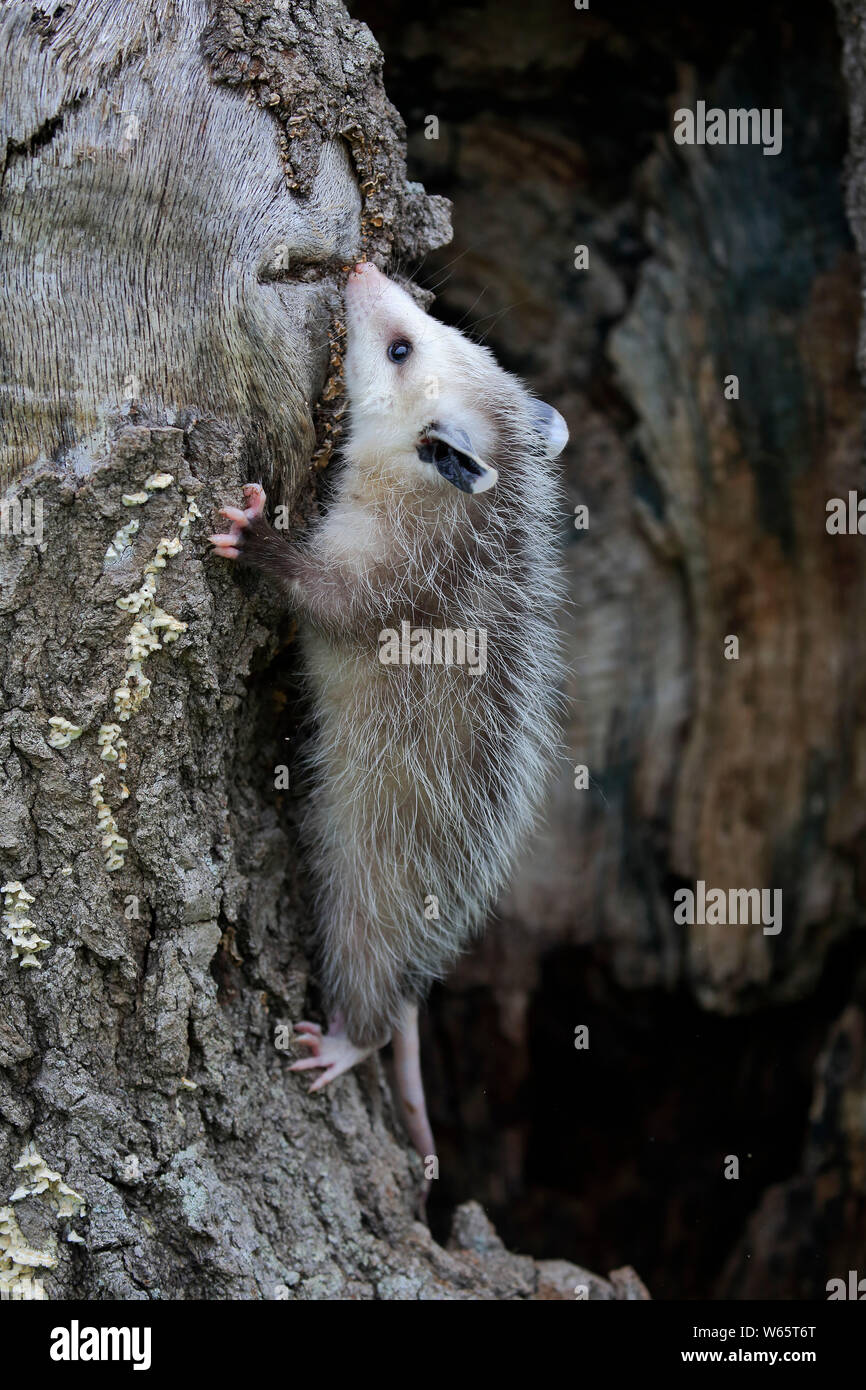 Virginia opossum, North American opossum, young climbing, Pine County, Minnesota, USA, North America, (Didelphis virginiana) Stock Photo