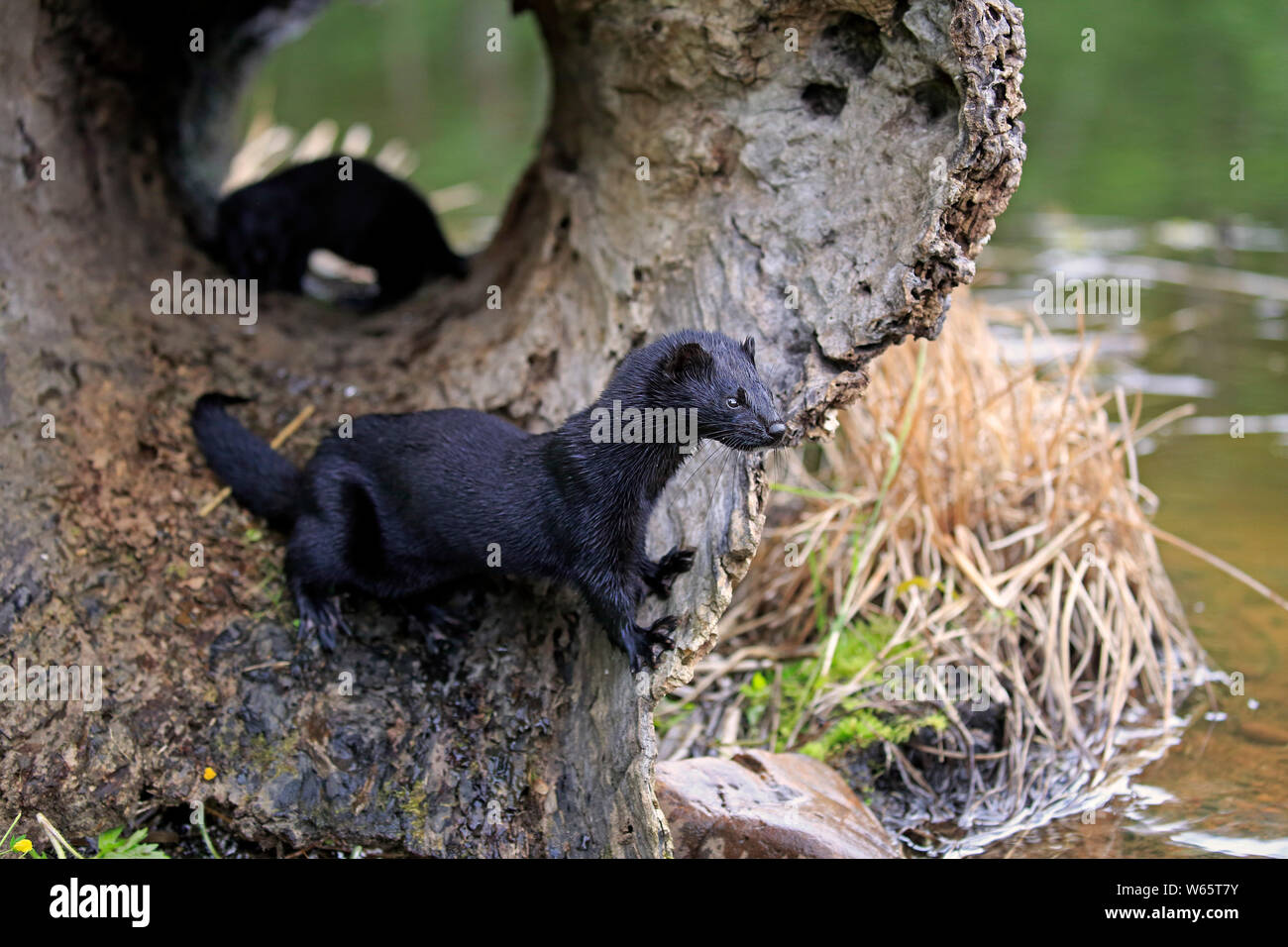 American Mink, Pine County, Minnesota, USA, North America, (Mustela vison) Stock Photo