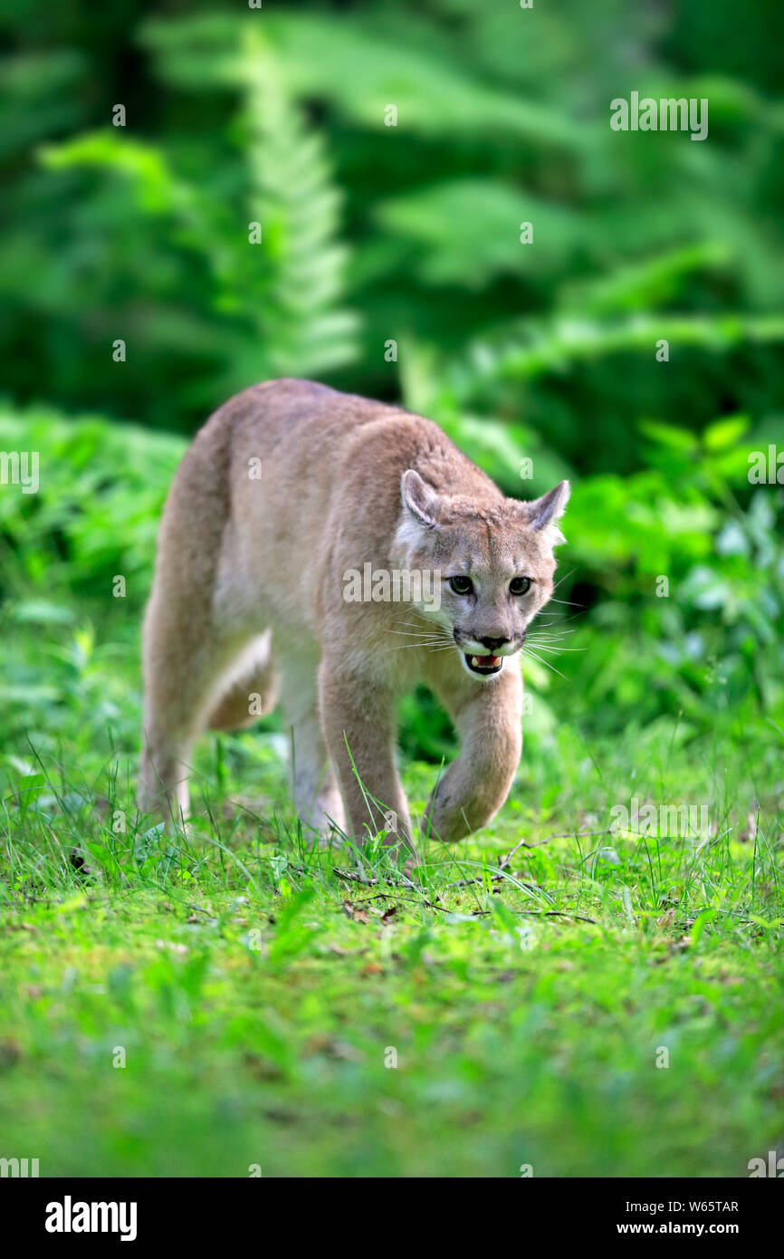 Mountain Lion, cougar, puma, adult, Pine County, Minnesota, USA, North America, (Felis concolor) Stock Photo