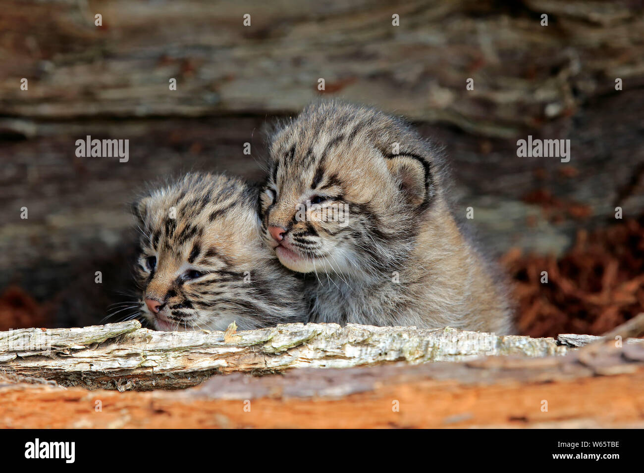 Bobcat, young siblings, Pine County, Minnesota, USA, North America, (Lynx rufus) Stock Photo
