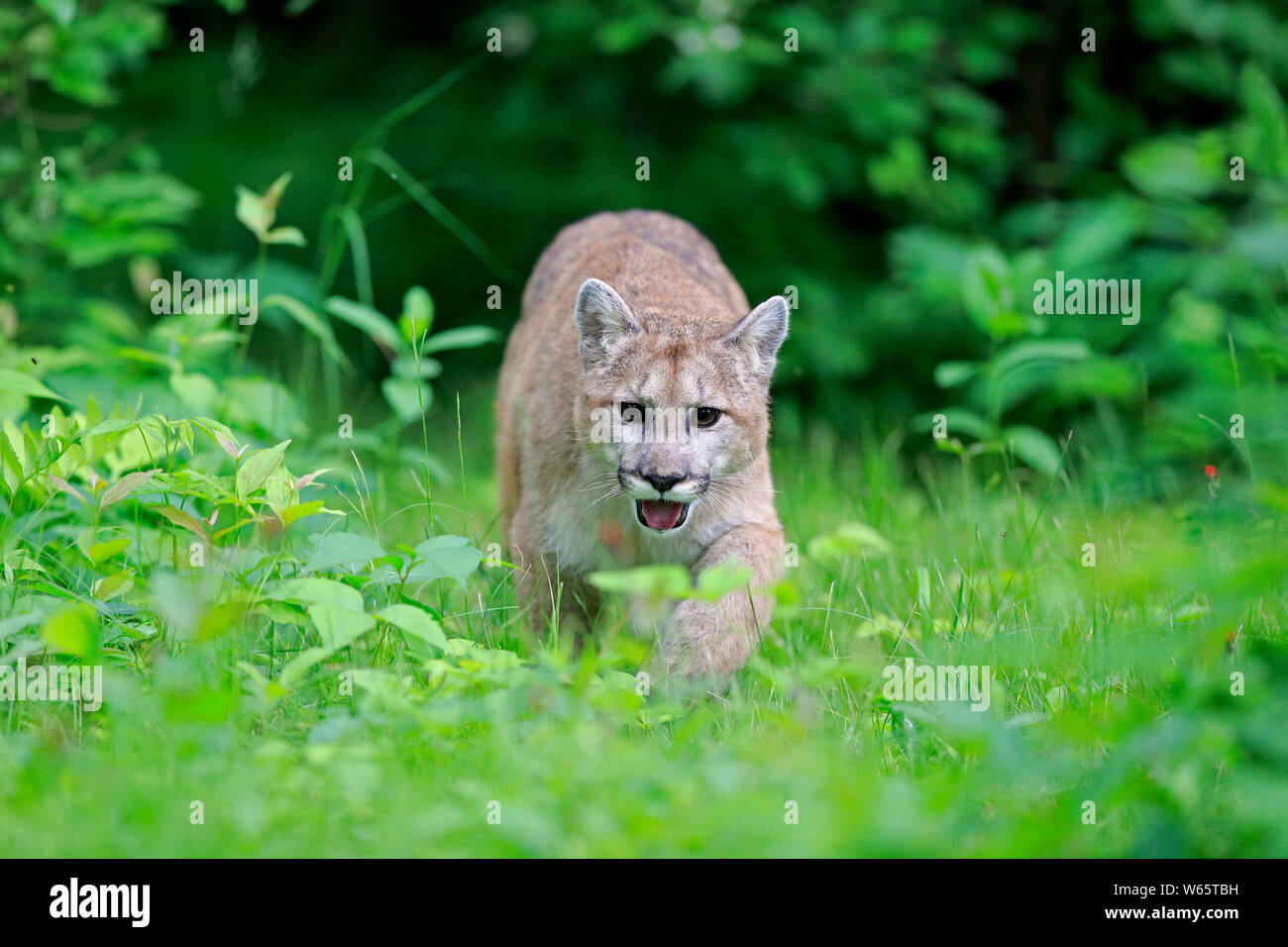 Mountain Lion, cougar, puma, adult, Pine County, Minnesota, USA, North America, (Felis concolor) Stock Photo