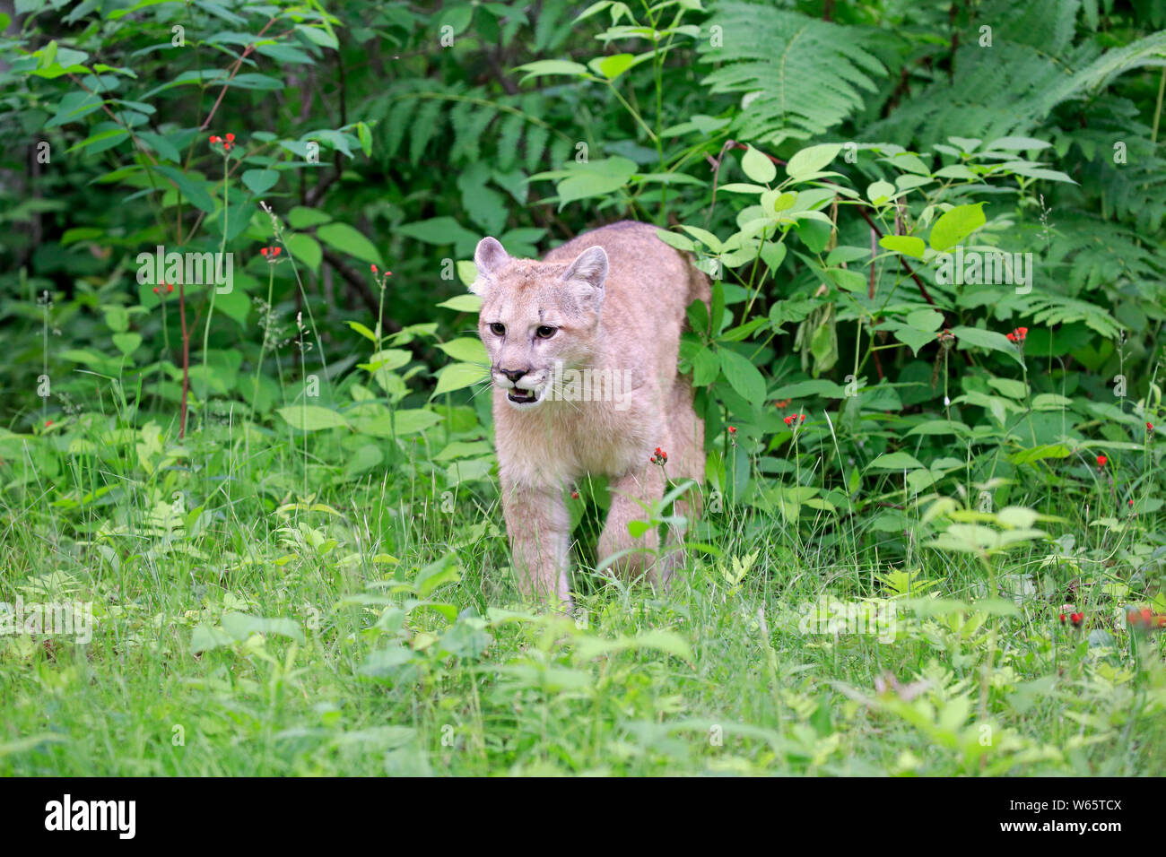 Mountain Lion, cougar, puma, adult, Pine County, Minnesota, USA, North America, (Felis concolor) Stock Photo