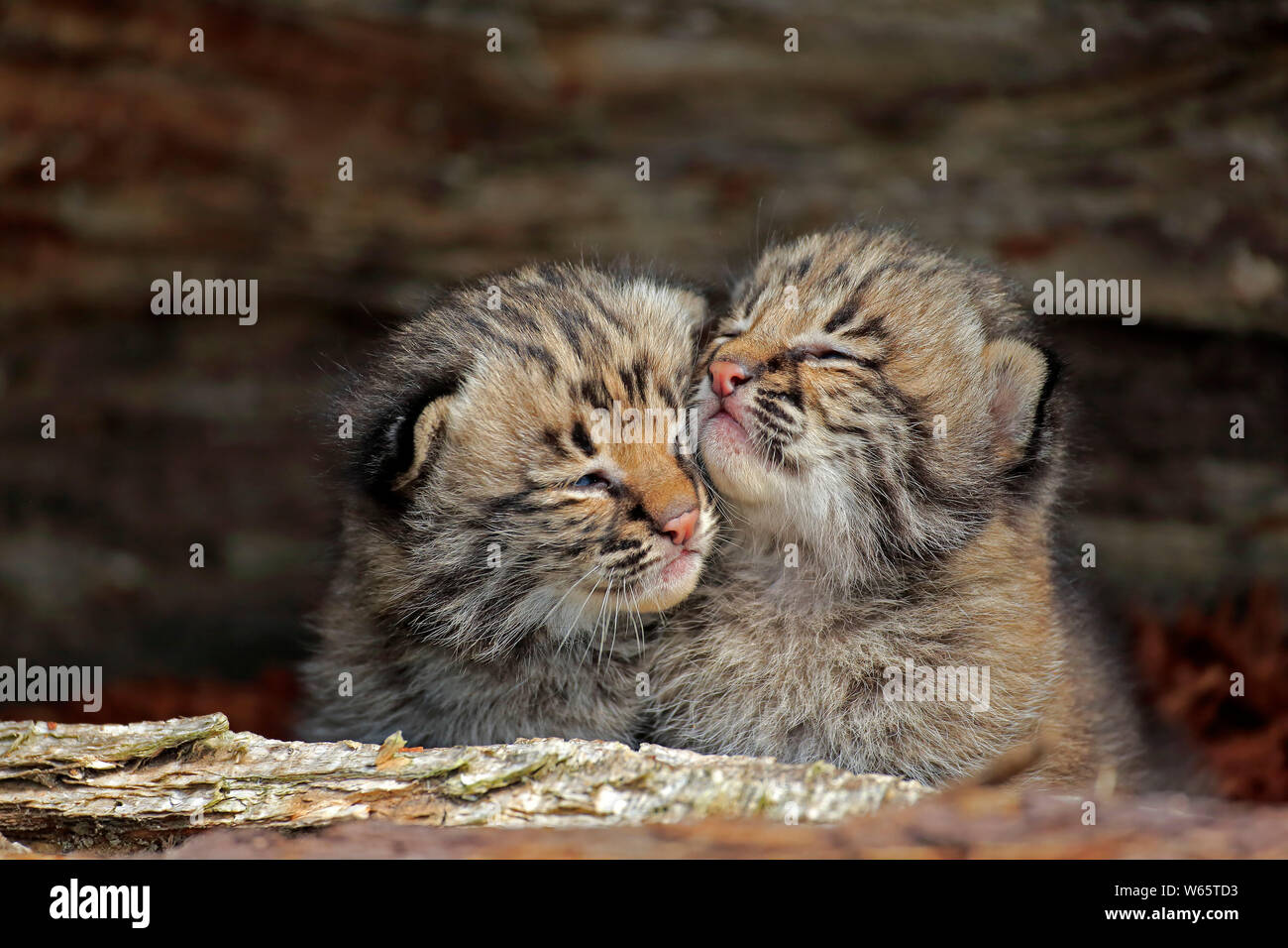 Bobcat, young siblings, Pine County, Minnesota, USA, North America, (Lynx rufus) Stock Photo