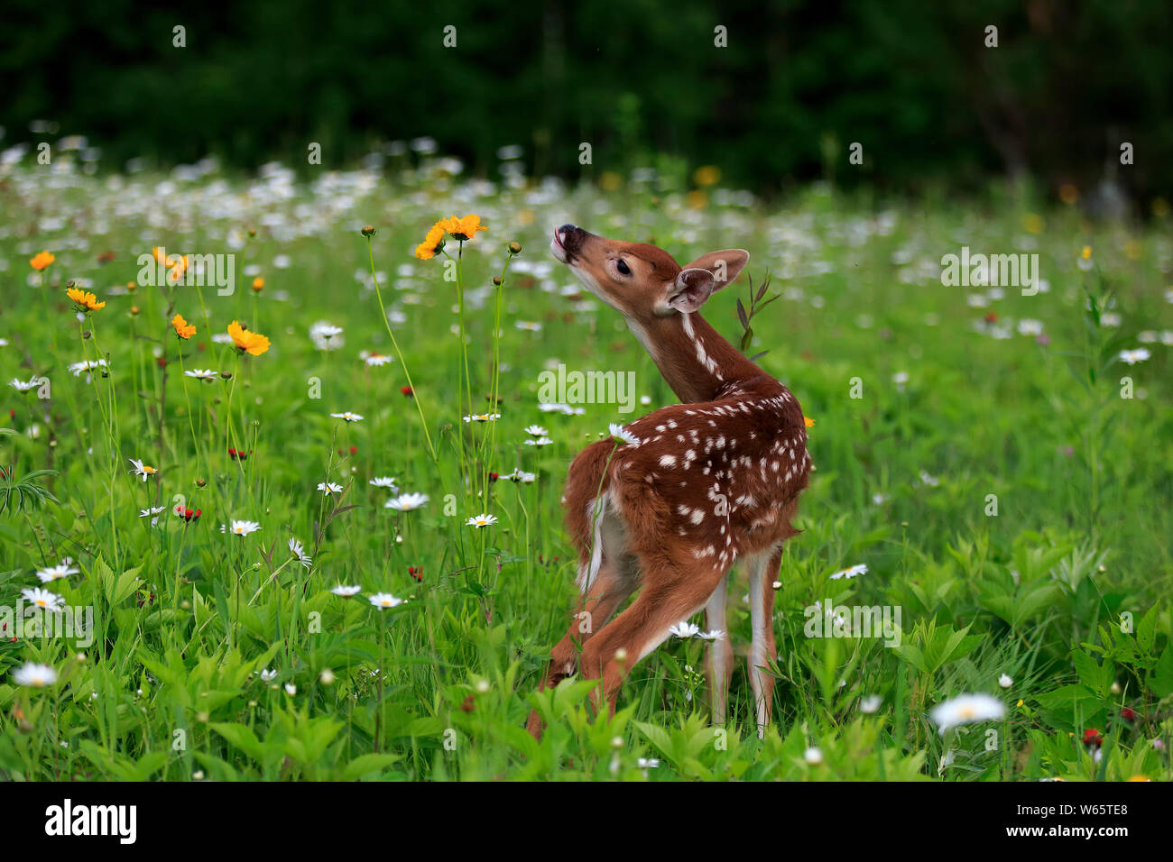 White tailed deer, young, ten days, Pine County, Minnesota, USA, North America, (Odocoileus