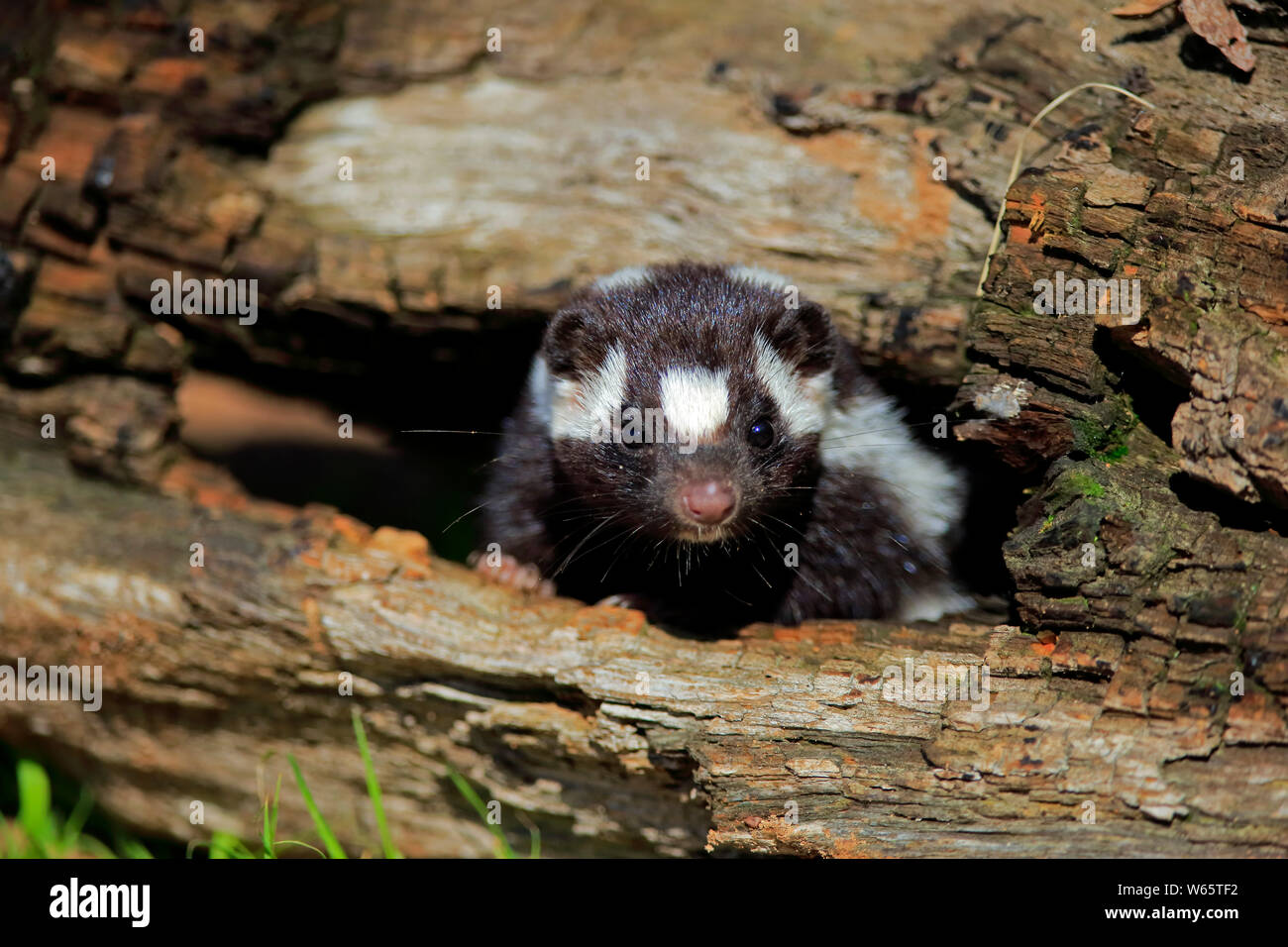 Eastern spotted skunks hi-res stock photography and images - Alamy
