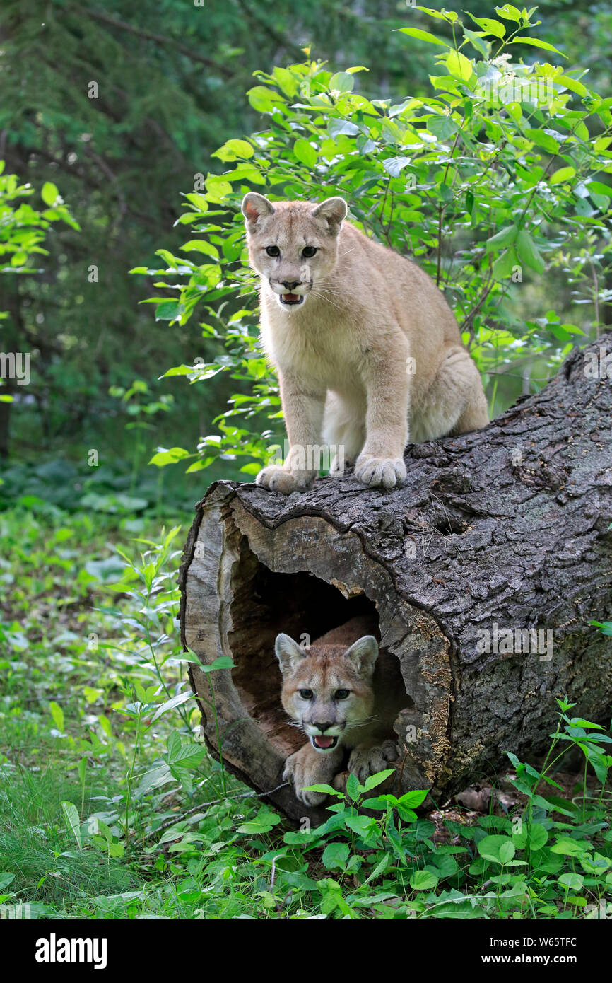 Mountain Lion, cougar, puma, adult, Pine County, Minnesota, USA, North America, (Felis concolor) Stock Photo