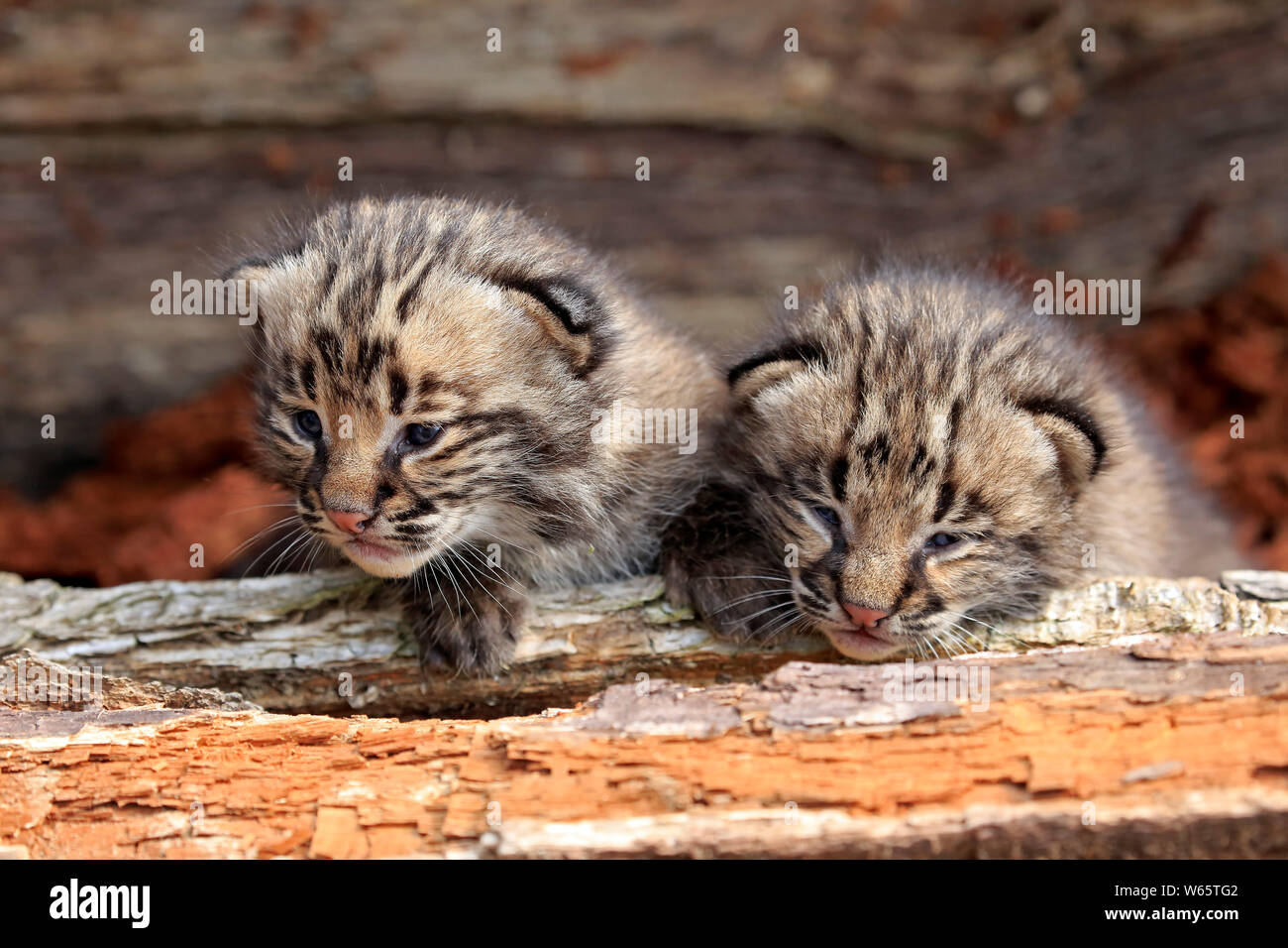 Bobcat, young siblings, Pine County, Minnesota, USA, North America, (Lynx rufus) Stock Photo