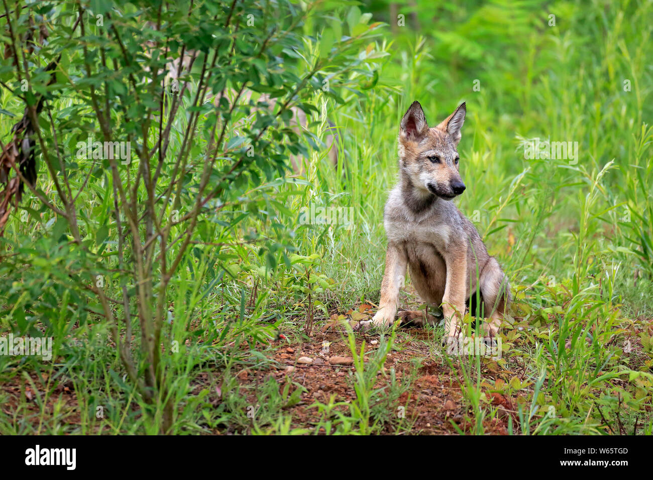 Gray Wolf, young, Pine County, Minnesota, USA, North America, (Canis lupus) Stock Photo