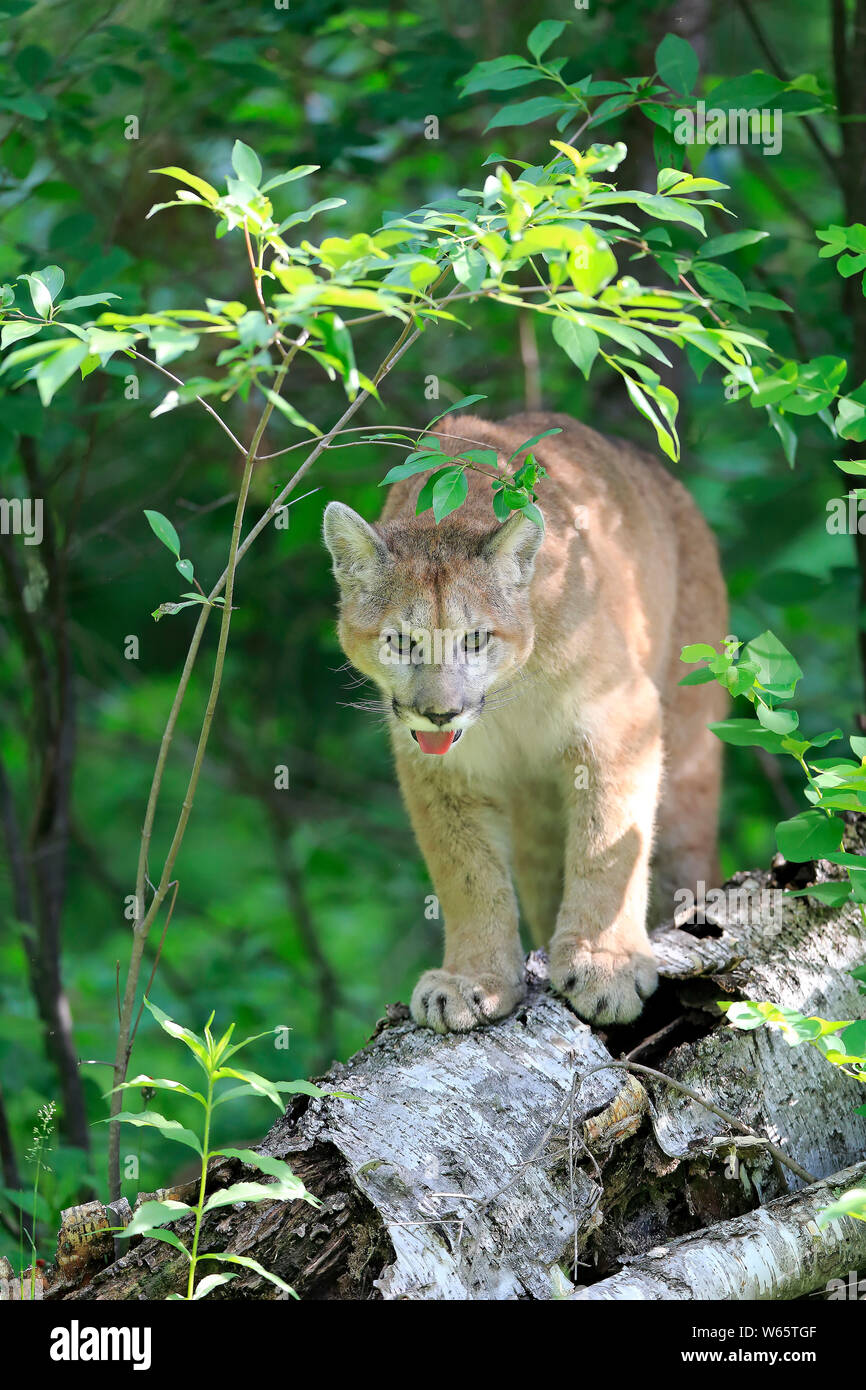 Mountain Lion, cougar, puma, adult, Pine County, Minnesota, USA, North America, (Felis concolor) Stock Photo