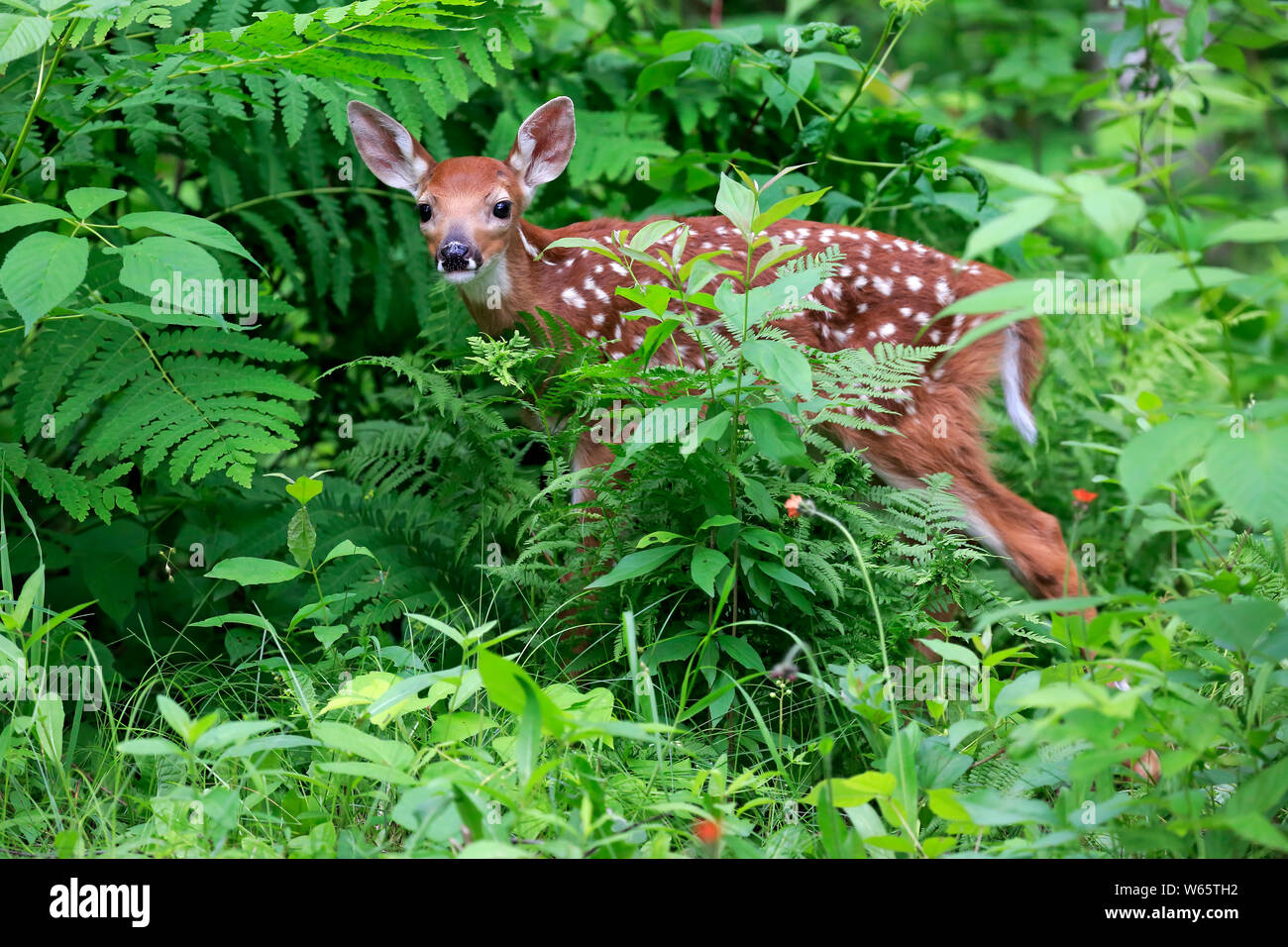 White tailed deer, young, ten days, Pine County, Minnesota, USA, North America, (Odocoileus