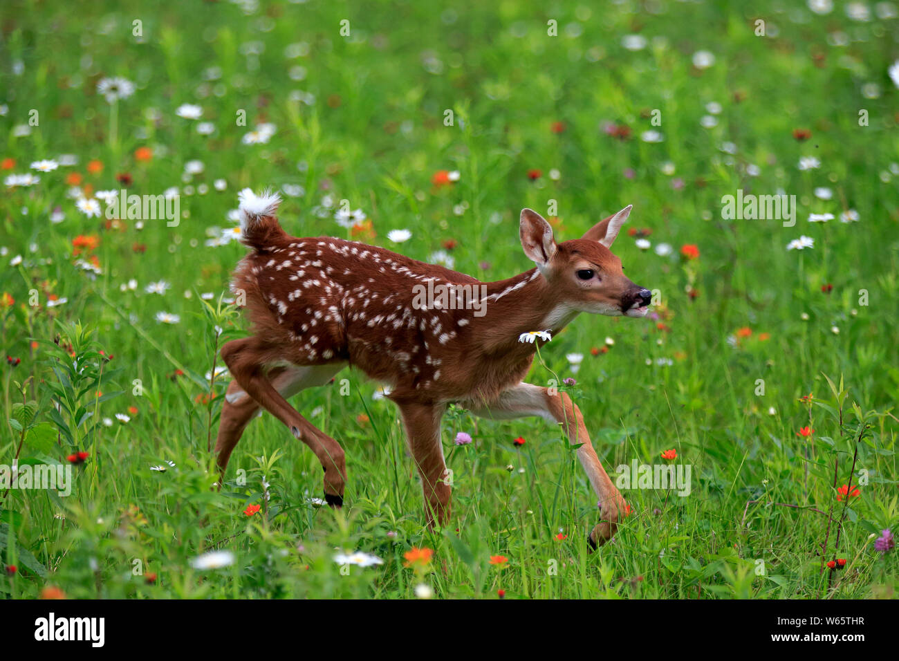 White tailed deer, young, ten days, Pine County, Minnesota, USA, North America, (Odocoileus