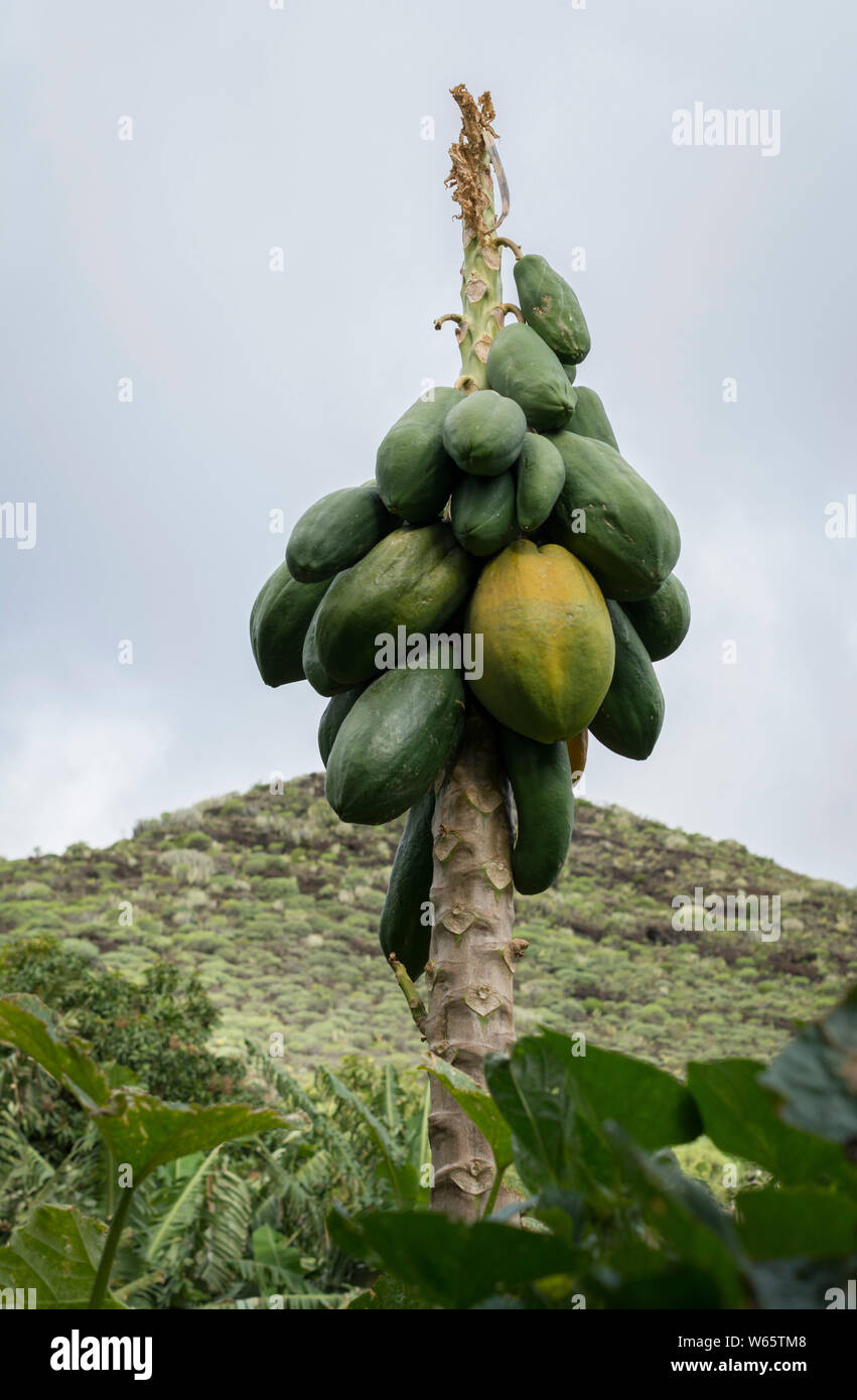 papaya, anaga mountain range, tenerife, canary islands, spain, european union, (Carica papaya) Stock Photo