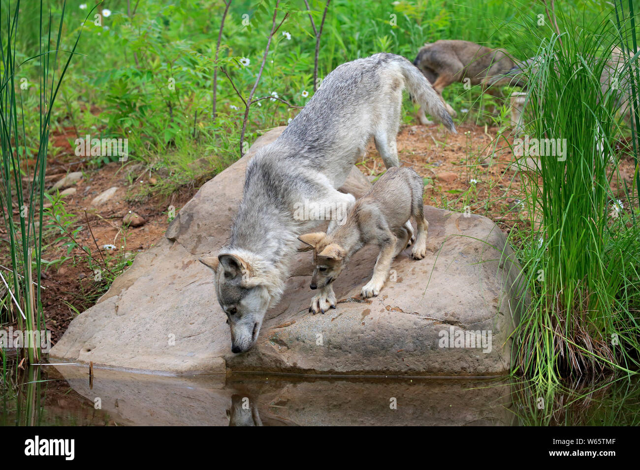 Gray Wolf with cub, Pine County, Minnesota, USA, North America, (Canis lupus) Stock Photo