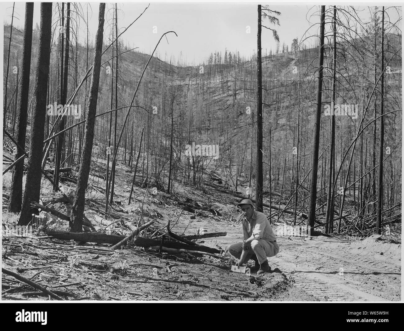 Gunther Heeren indicating a one-year old ponderosa pine seedling on the Keller Ridge burn of August 1958. Almost the entire burn seed to pine. Many seedlings have been destroyed by drought, by slavage logging and by cattle grazing. It is hoped, however, that the burn is still adequately stocked.; Scope and content:  Photographic reports compiled by Harold Weaver illustrate forest management on Indian Reservation forests of Washington and Oregon, mainly on Colville where Weaver was Forest supervisor before becoming Regional Forester in 1960. Ther are a few photos of California and Montana and r Stock Photo