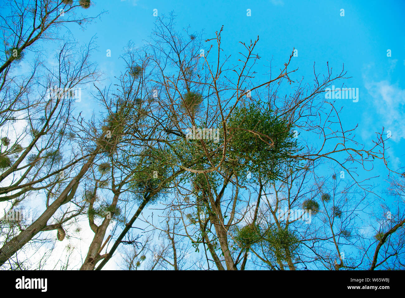 common mistletoe, North Rhine-Westphalia, Germany, Europe, (Viscum album) Stock Photo