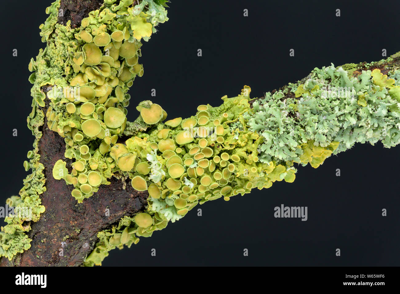 common orange lichen, maritime sunburst lichen, shore lichen, Geo-Naturpark Frau-Holle-Land, Hesse Germany, (Xanthoria parietina), (Physia adscendens) Stock Photo