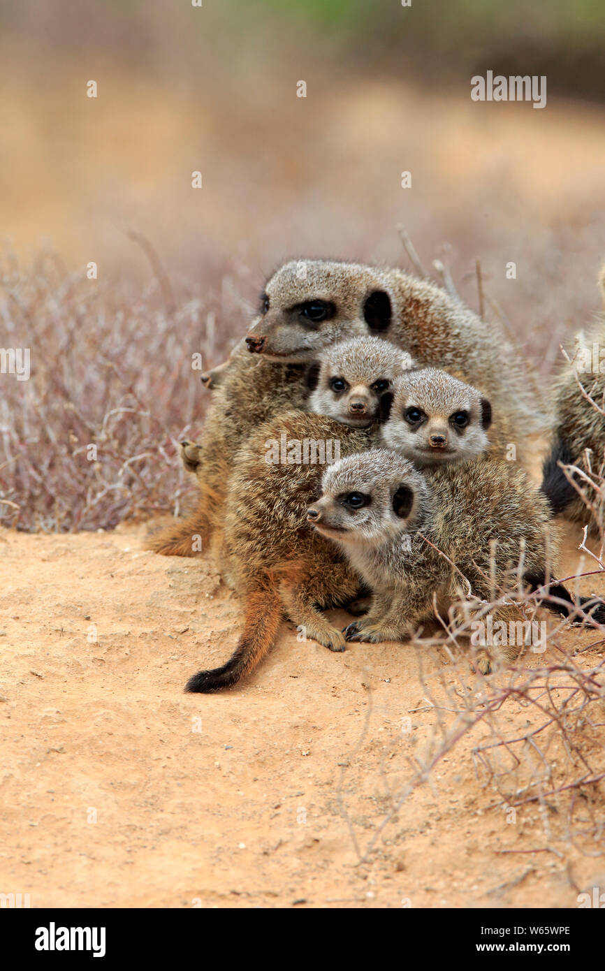 Suricate, Meerkat, adult with youngs, Oudtshoorn, Western Cape, South Africa, Africa, (Suricata suricatta) Stock Photo