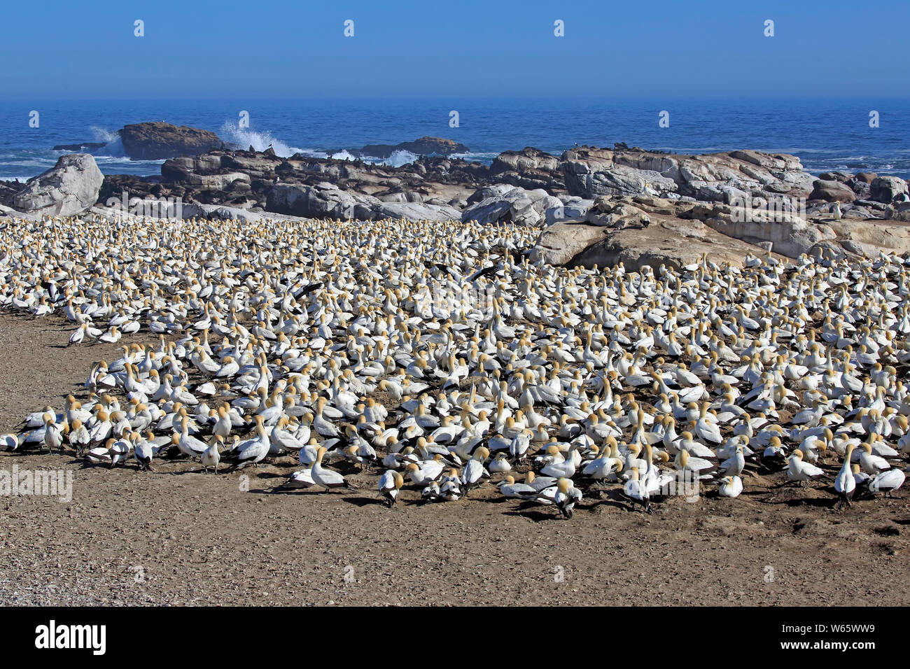 Cape Gannet, colony, Lamberts Bay, Western Cape, South Africa, Africa, (Morus capensis) Stock Photo