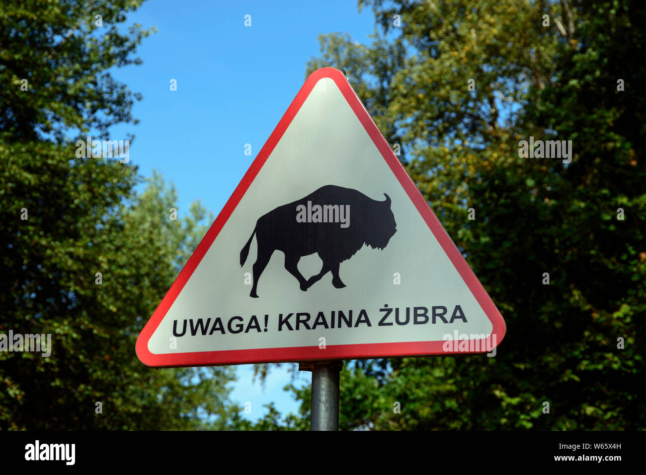 Attention bisons, Bialowieza, Podlasie, Poland Stock Photo