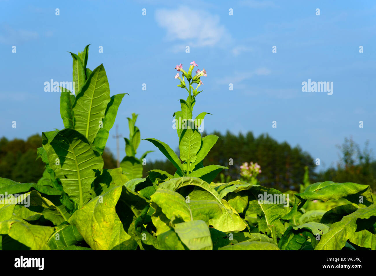 Tobacco, Podlasie, Poland Stock Photo Alamy