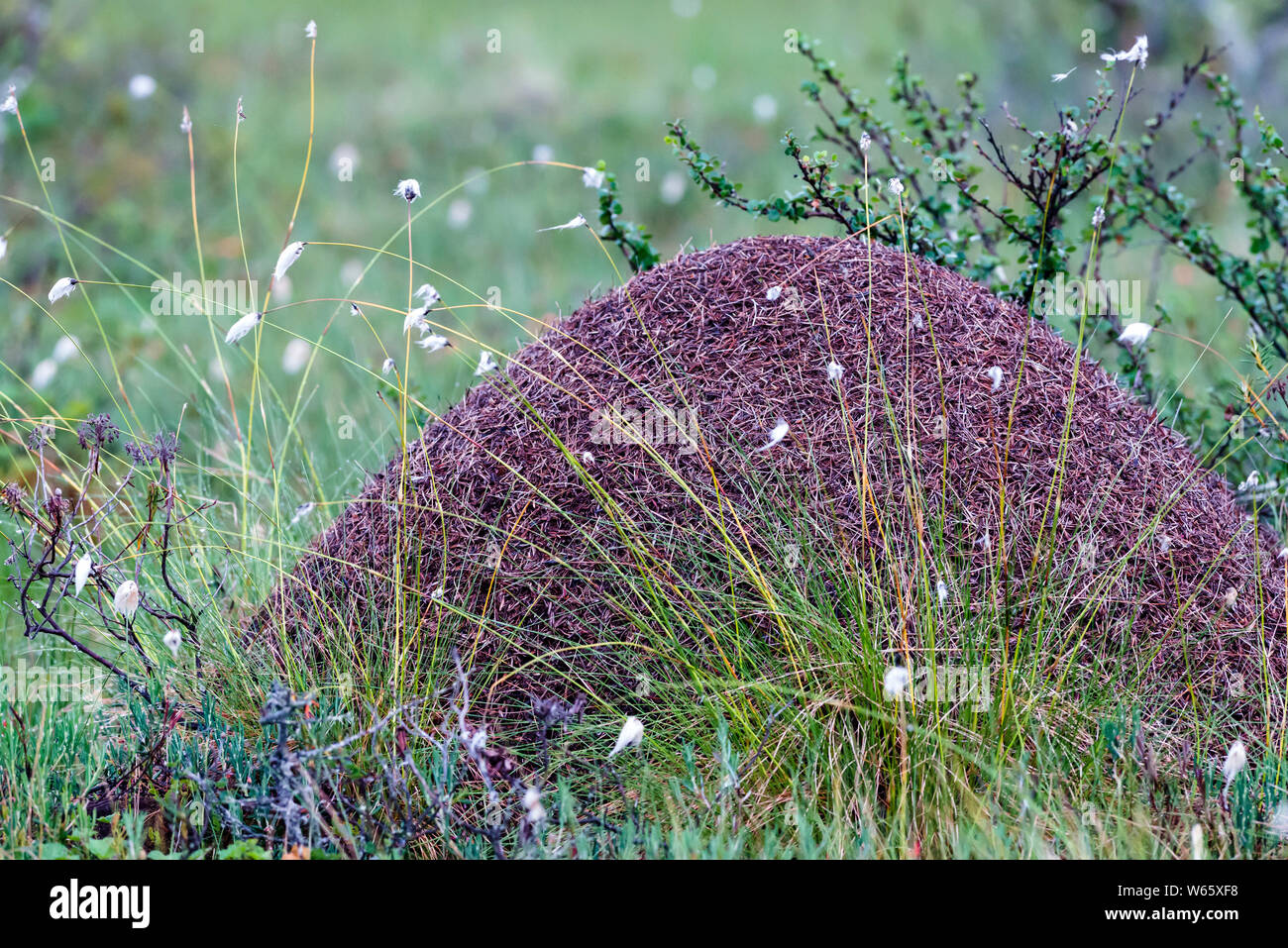 ant hill, wood ants, (Formica spec.), Lapland, Finland Stock Photo Alamy