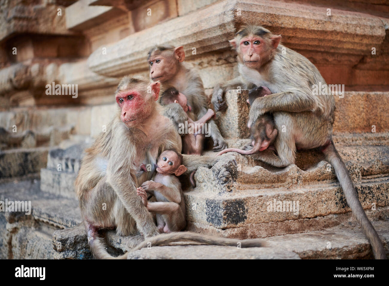 Bonnet macaque (Macaca radiata) at Malyavanta Raghunatha Temple, Hampi, UNESCO world heritge site, Karnataka, India Stock Photo