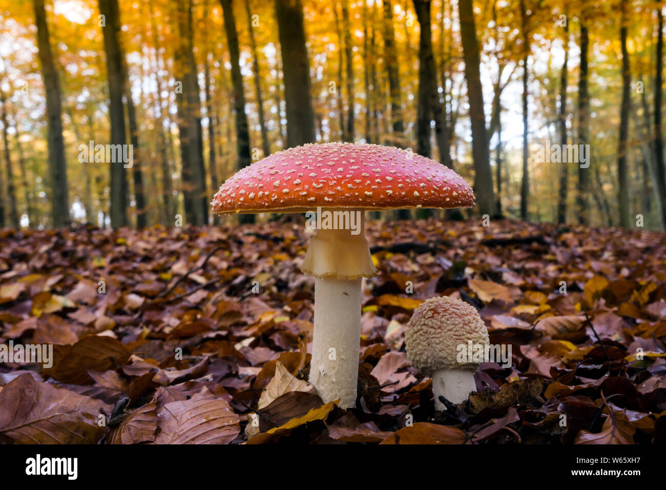 fly agaric, fly amanita, (Amanita muscaria), deciduous forest, Mecklenburg-Western Pommerania, Germany Stock Photo