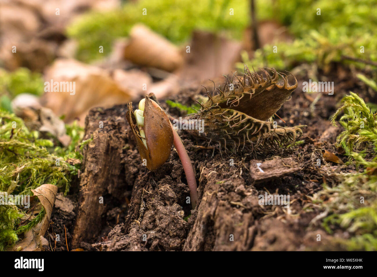 beech seedling, European Beech, common beech, (Fagus sylvatica), Mecklenburg-Western Pommerania, Germany Stock Photo