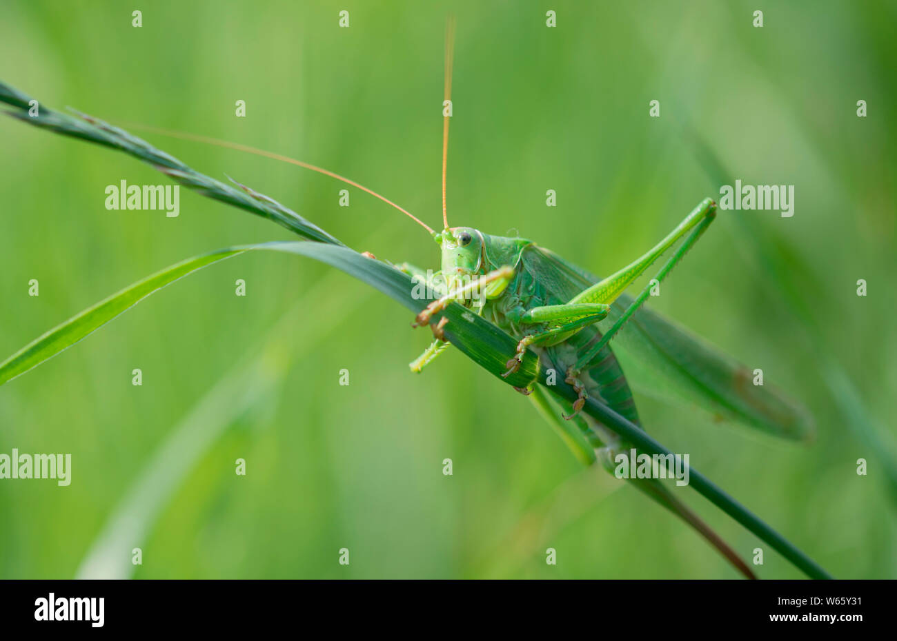 great green bush-cricket, female, North Rhine-Westphalia, Europe, (Tettigonia viridissima) Stock Photo