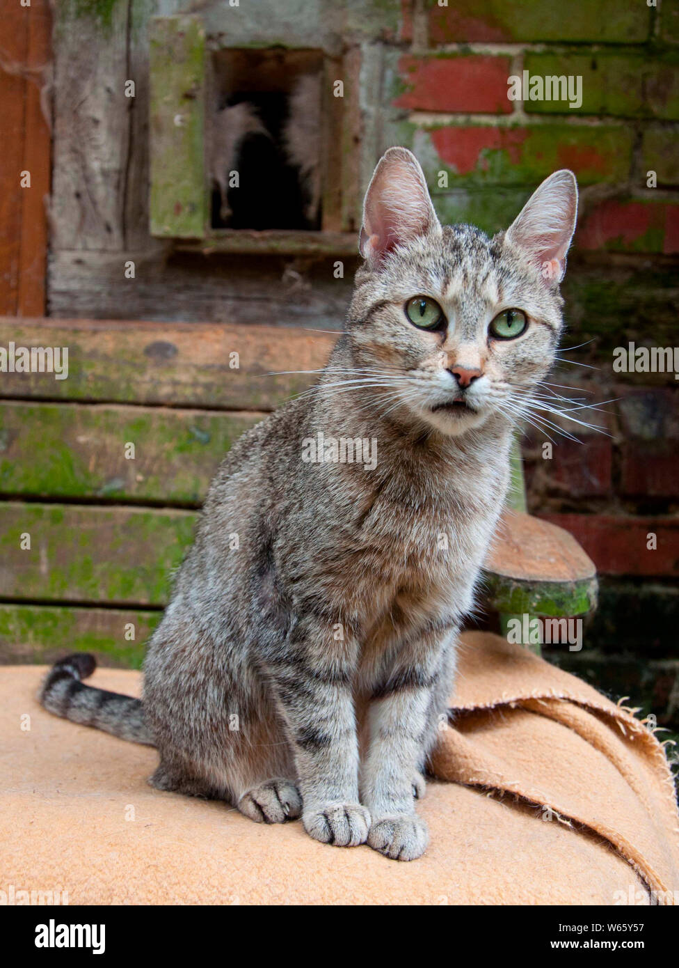 striped domestic cat, Germany, Europe Stock Photo Alamy