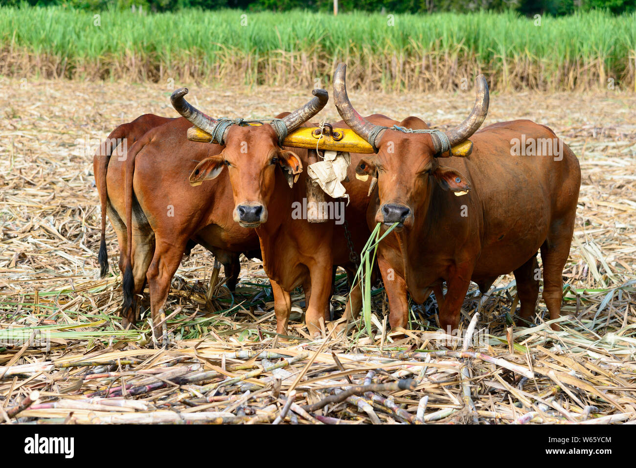 Ox, sugarcane, sugar cane harvest, near San Rafael de Yuma, Dominican Republic, Carribean, America, (Saccharum officinarum) Stock Photo