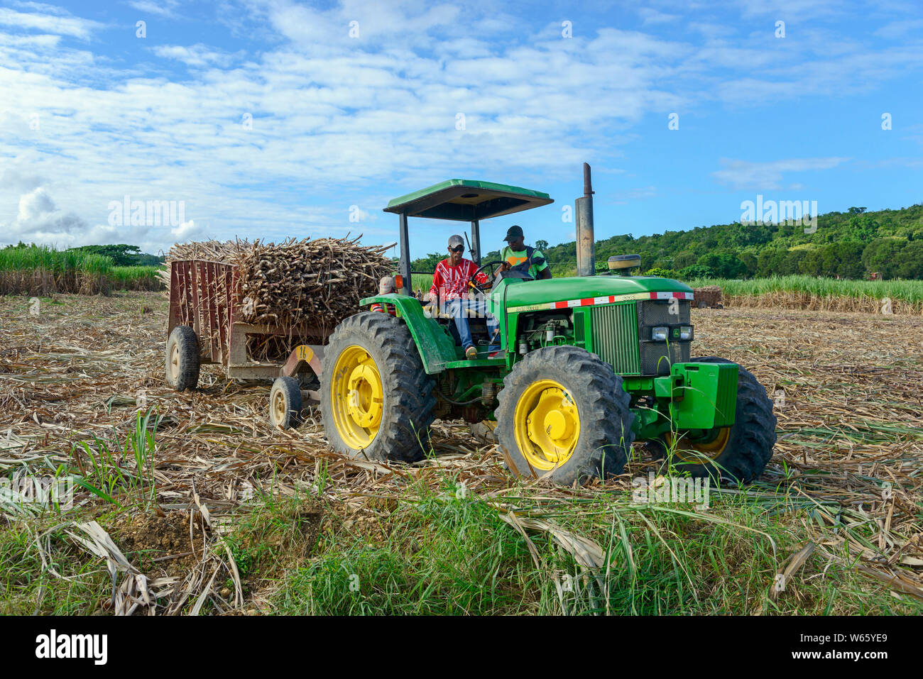 Tractor, sugarcane, sugar cane harvest, near San Rafael de Yuma, Dominican Republic, Carribean, America, (Saccharum officinarum) Stock Photo