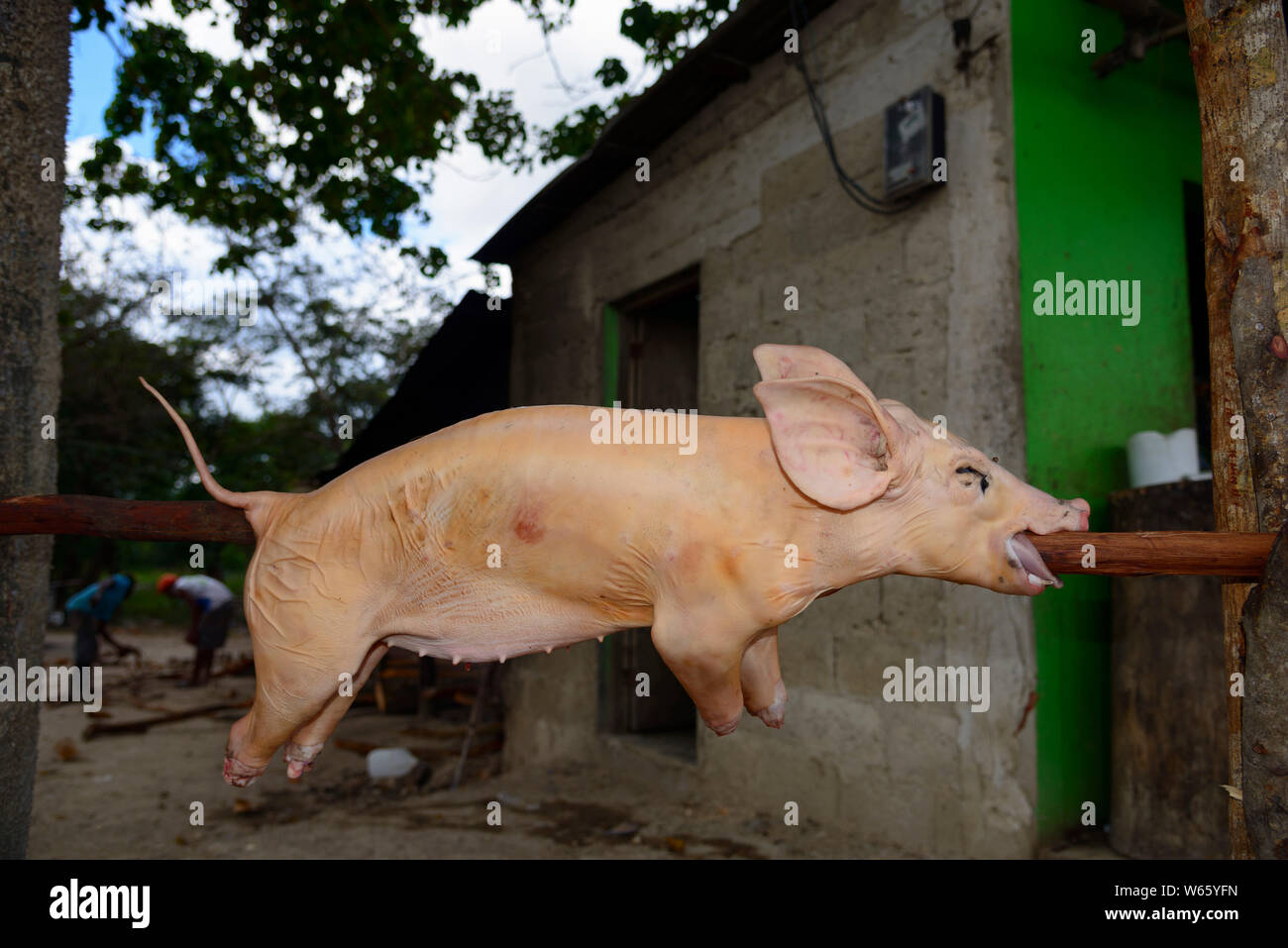 Suckling pig for Christmas, Higuey, Dominican Republic, Carribean, America, Higüey Stock Photo