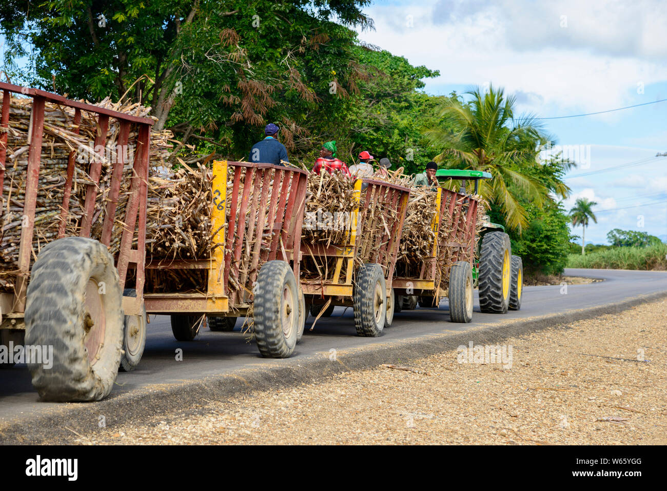 Tractor, sugarcane, sugar cane harvest, near San Rafael de Yuma, Dominican Republic, Carribean, America, (Saccharum officinarum) Stock Photo