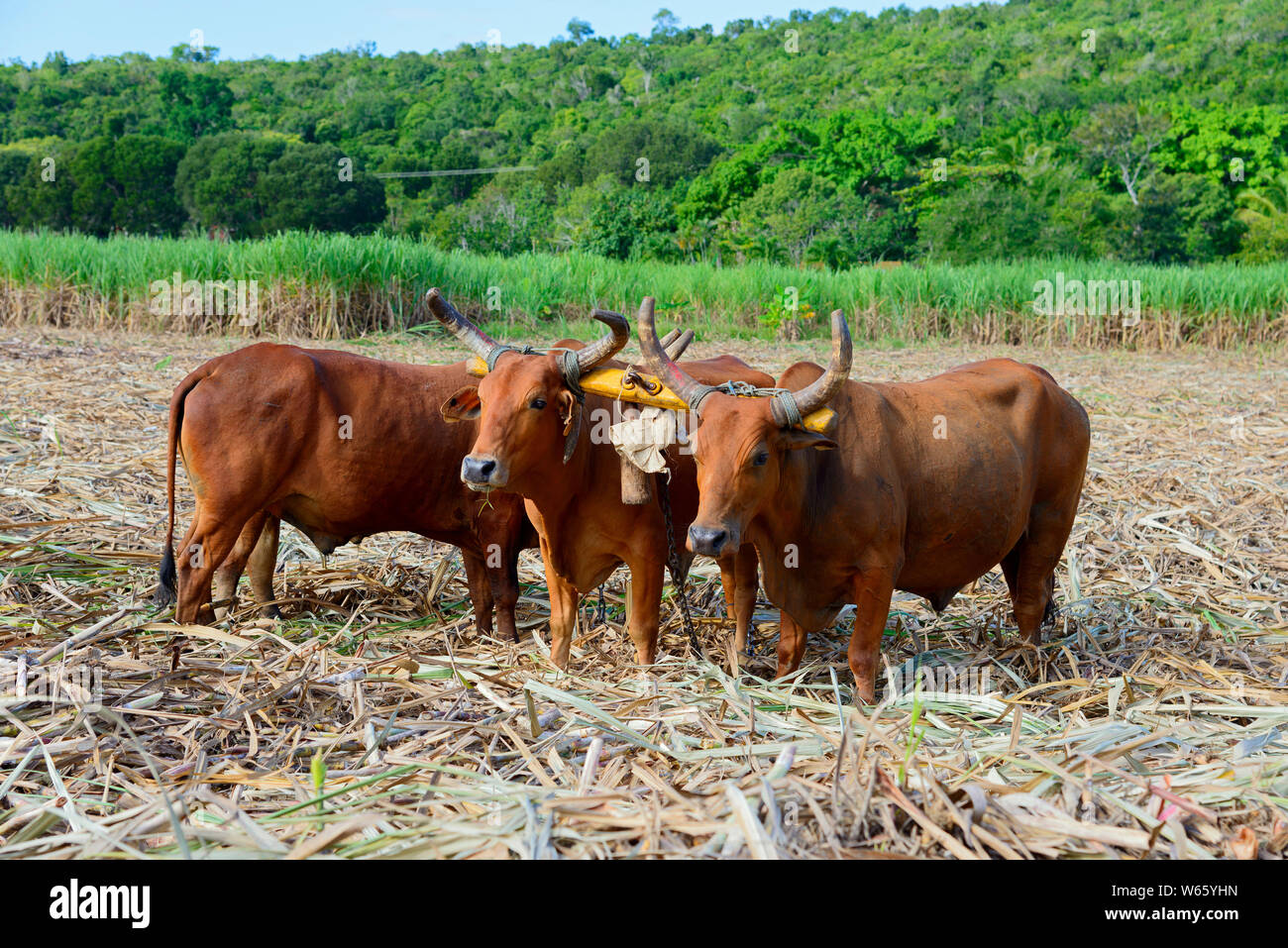 Ox, sugarcane, sugar cane harvest, near San Rafael de Yuma, Dominican Republic, Carribean, America, (Saccharum officinarum) Stock Photo