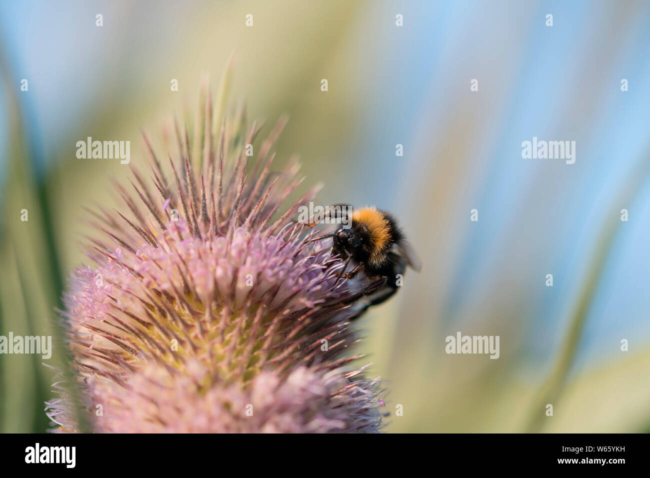 bumblebee at wild teasel, North Rhine-Westphalia, Europe, (Bombus spec.) (Dipsacus fullonum, Dipsacus sylvestris) Stock Photo
