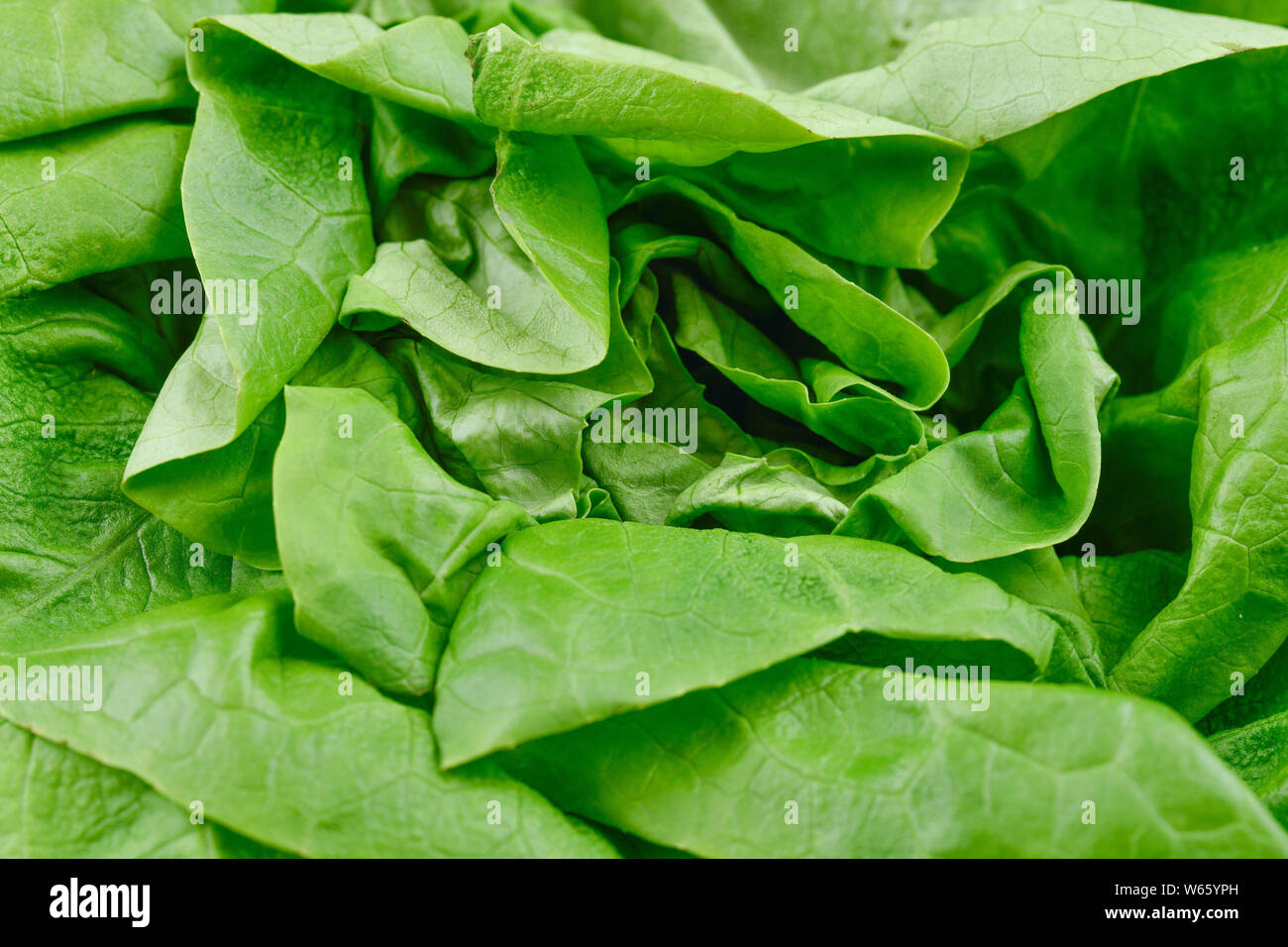 head lettuce, Lactuca sativa var. capitata Stock Photo