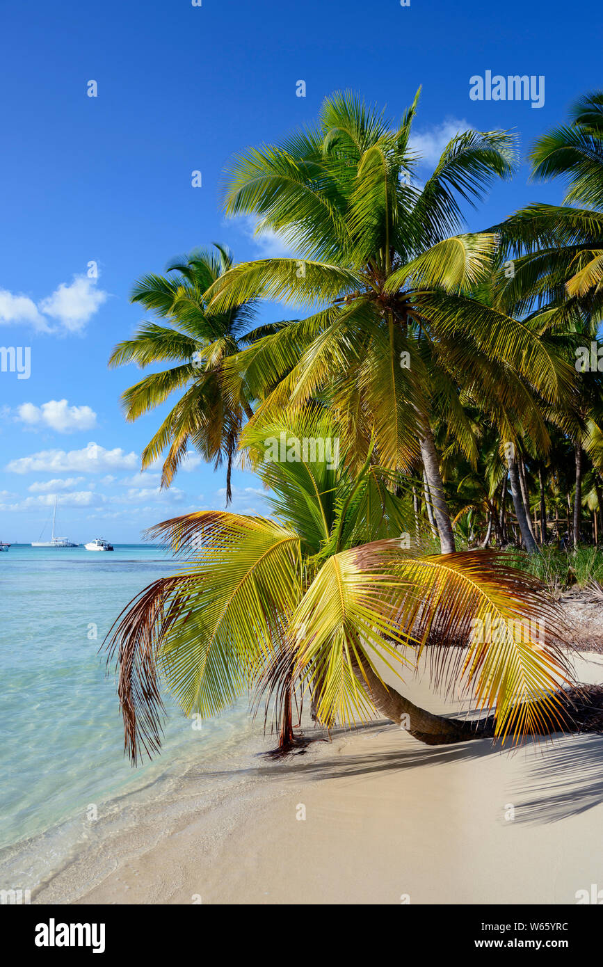 Palm beach, Parque Nacional del Este, Dominican Republic, Carribean, America Stock Photo