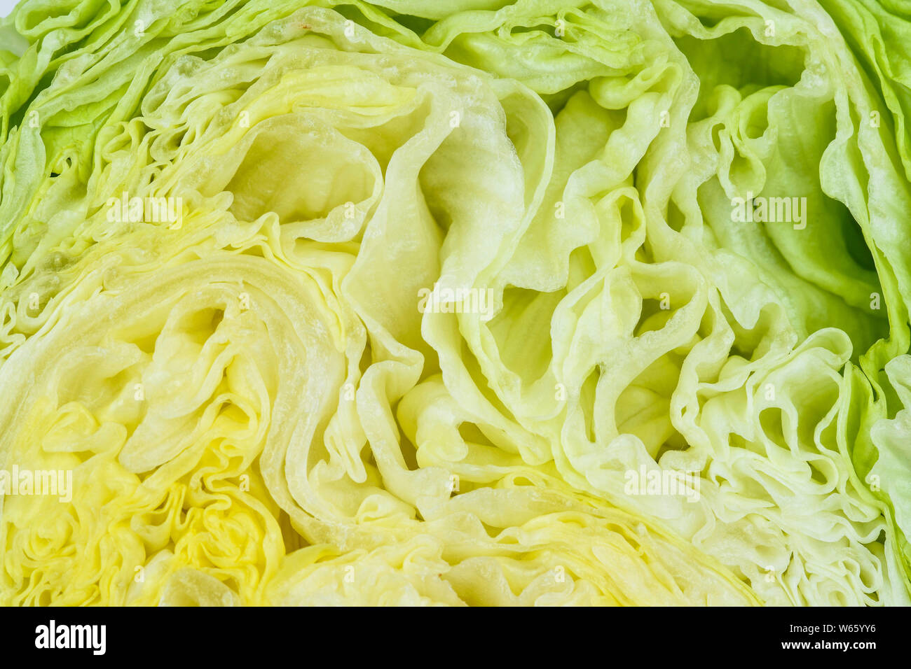 iceberg lettuce, Lactuca sativa var. capitata Stock Photo