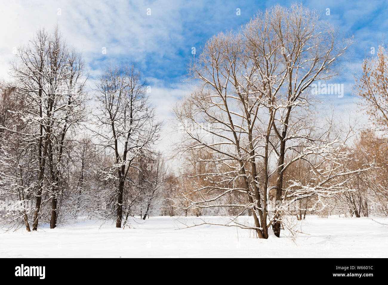 Cold winter forest in the afternoon covered with snow Stock Photo